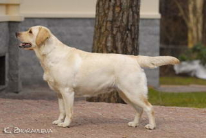 Litter "B" born 26.04.2010